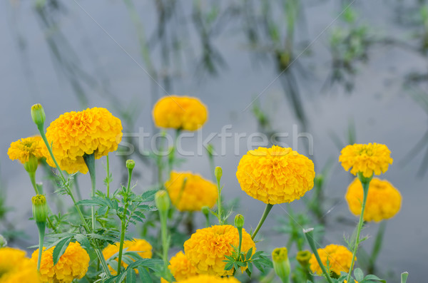 Stock fotó: Virág · természet · kert · fej · növény · Ázsia