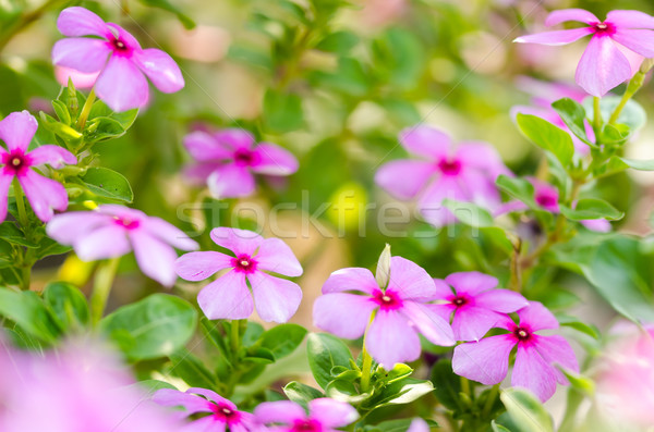 馬達加斯加 紅潤 玫瑰 草 花園 背景 商業照片 © sweetcrisis