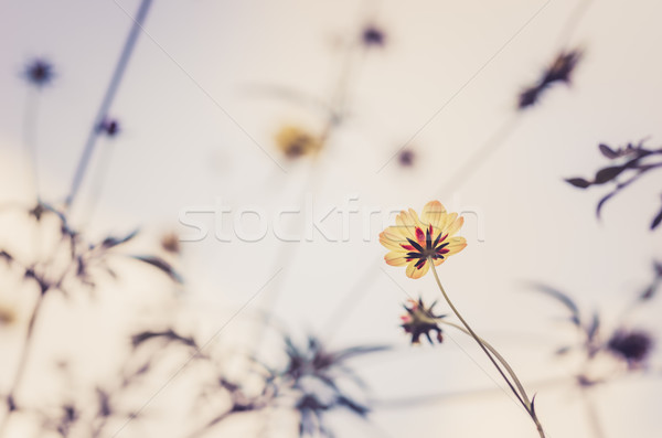 Fleur jaune jardin nature parc herbe [[stock_photo]] © sweetcrisis