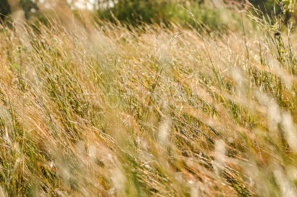 Stock photo: Little flower