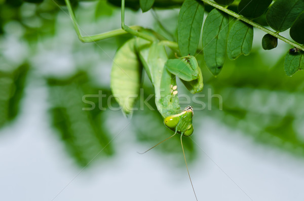 mantis in green nature Stock photo © sweetcrisis