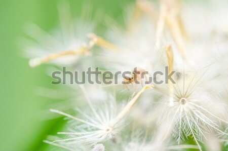 Stockfoto: Witte · bloemen · planten · natuur · plant · witte