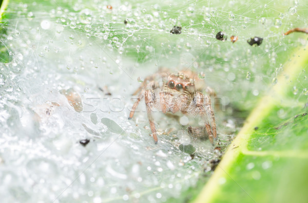 Spider in green nature background Stock photo © sweetcrisis