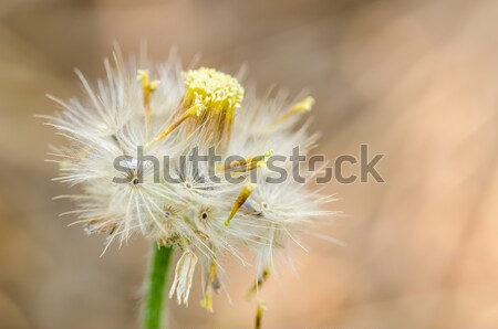 Virág növény gaz természet kert szépség Stock fotó © sweetcrisis