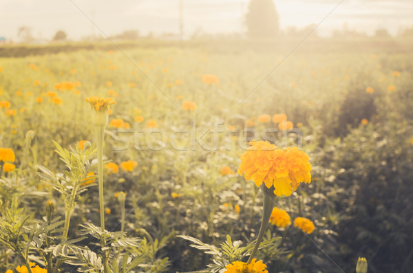 Fleur nature jardin tête usine Asie [[stock_photo]] © sweetcrisis