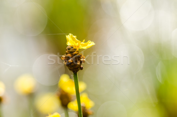 Xyris yellow flowers Stock photo © sweetcrisis