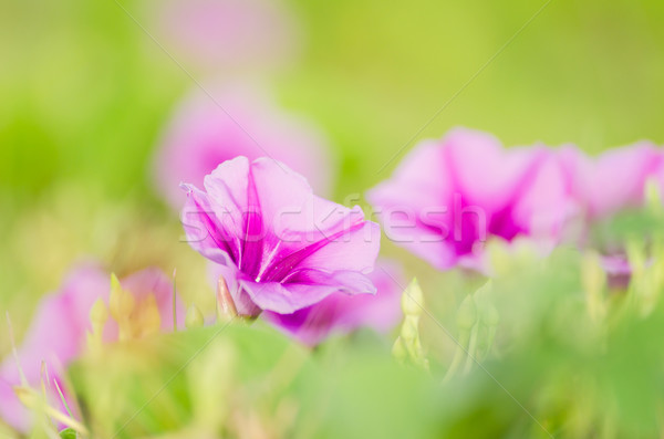 午前 栄光 花 家族 自然 庭園 ストックフォト © sweetcrisis