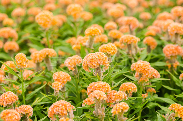 Orange Celosia or Wool flowers or Cockscomb flower Stock photo © sweetcrisis