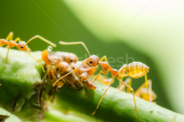 Red ant and aphid on the leaf Stock photo © sweetcrisis