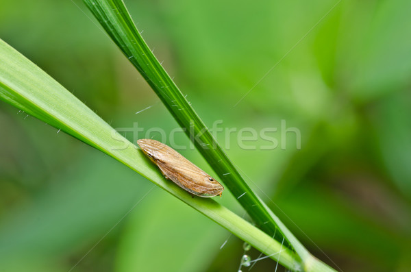 Aphid insect in green nature Stock photo © sweetcrisis