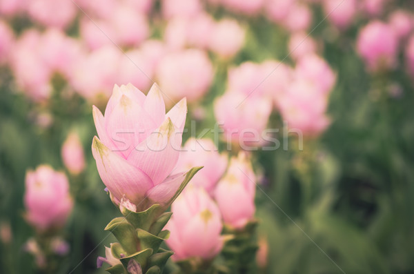 Curcuma alismatifolia or Siam tulip or Summer tulip vintage Stock photo © sweetcrisis
