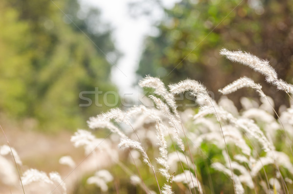 花 工場 雑草 自然 庭園 背景 ストックフォト © sweetcrisis