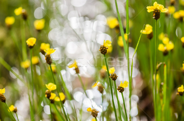 Xyris yellow flowers Stock photo © sweetcrisis