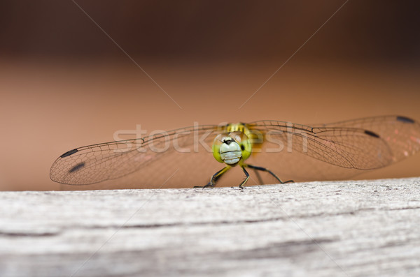 dragonfly in garden Stock photo © sweetcrisis