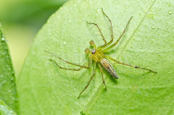 Uzun bacaklar örümcek yeşil doğa orman bahçe Stok fotoğraf © sweetcrisis