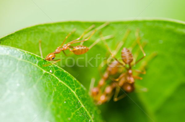 red ant teamwork Stock photo © sweetcrisis