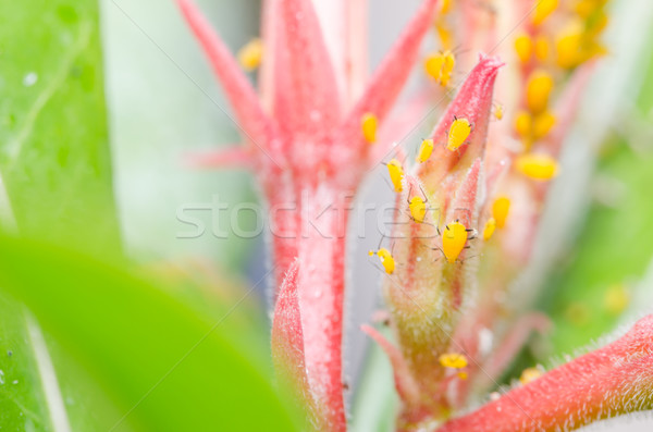 Aphids on the flower Stock photo © sweetcrisis