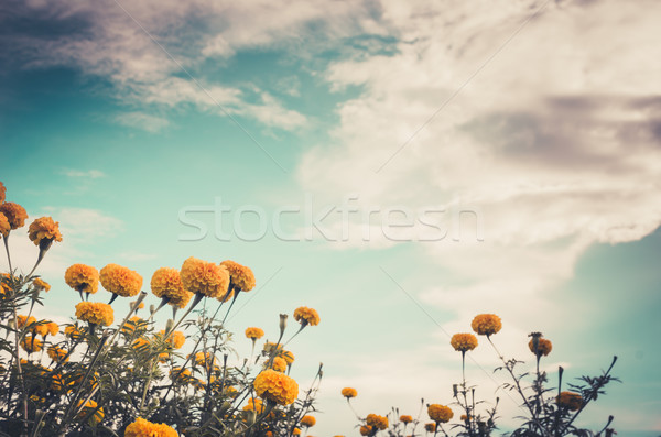 Foto stock: Flor · vintage · natureza · jardim · casamento · cabeça