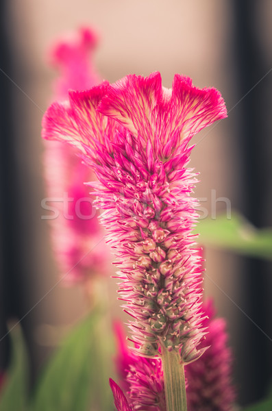 Celosia or Wool flowers or Cockscomb flower vintage Stock photo © sweetcrisis