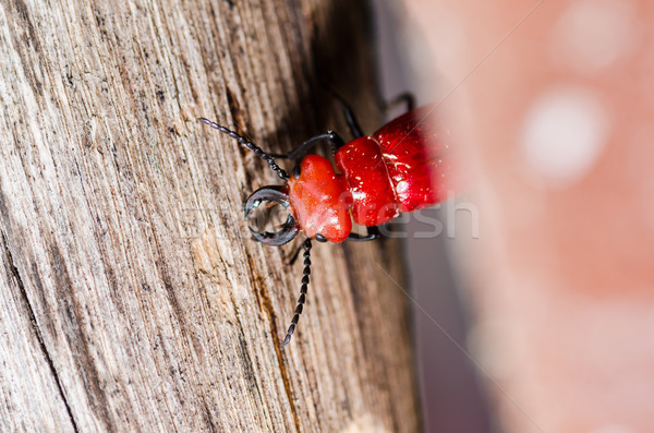 red bug and wood Stock photo © sweetcrisis