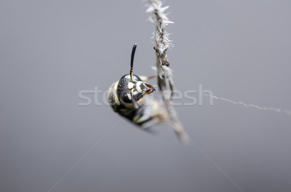 Wesp natuur zwarte onderwijs insect bug Stockfoto © sweetcrisis