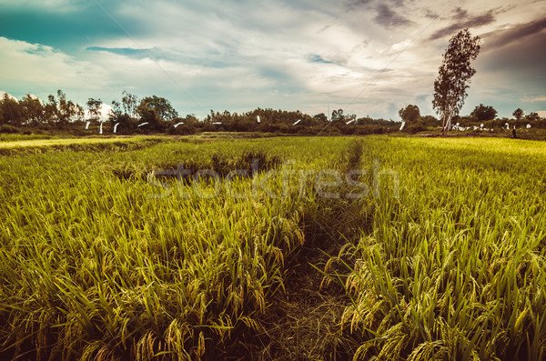 Campo de arroz Tailandia agricultura industria campo granja Foto stock © sweetcrisis