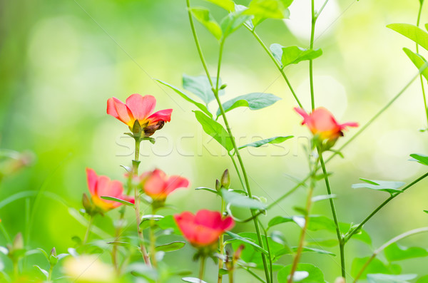 Common Purslane or Verdolaga or Pigweed or Little Hogweed or Pus Stock photo © sweetcrisis