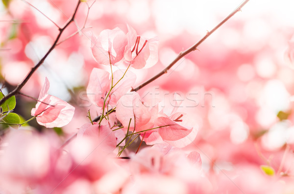 Foto stock: Papel · flores · jardim · natureza · parque · primavera