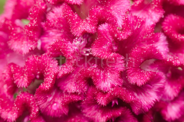 Celosia or Wool flowers or Cockscomb flower Stock photo © sweetcrisis