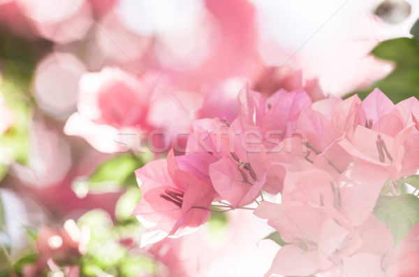 Papieru kwiaty ogród charakter parku wiosną Zdjęcia stock © sweetcrisis