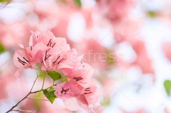 Papír virágok kert természet park tavasz Stock fotó © sweetcrisis