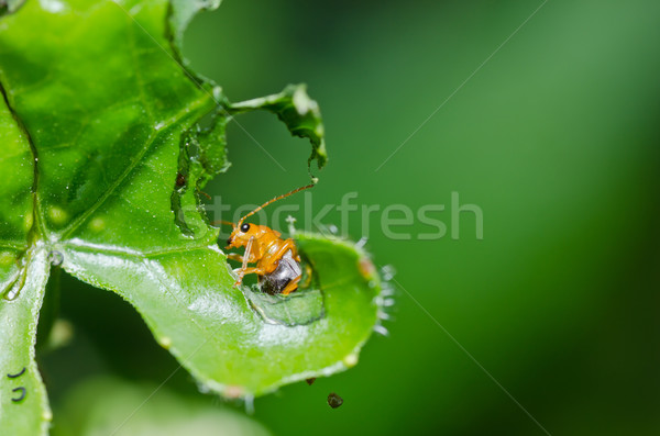 Stock photo: orange beetle in green nature