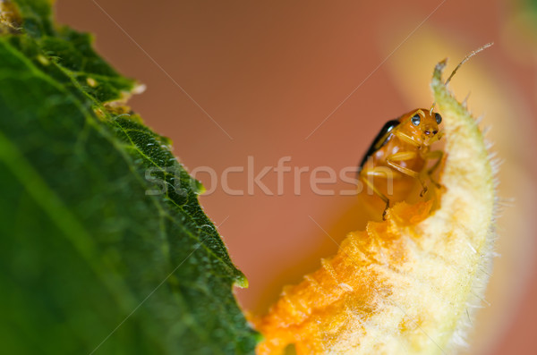 Narancs bogár zöld természet kert tavasz Stock fotó © sweetcrisis