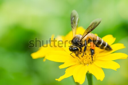 bee and yellow flower in green nature Stock photo © sweetcrisis