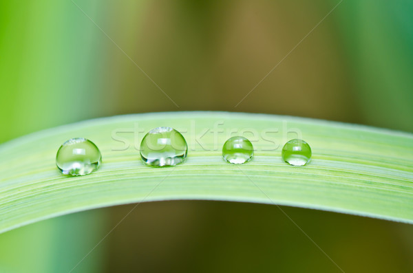 água doce gotas verde natureza floresta árvore Foto stock © sweetcrisis