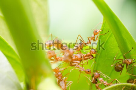 Red ant and aphid on the leaf Stock photo © sweetcrisis