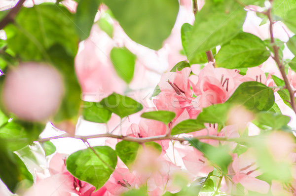 Papieru kwiaty ogród charakter parku wiosną Zdjęcia stock © sweetcrisis