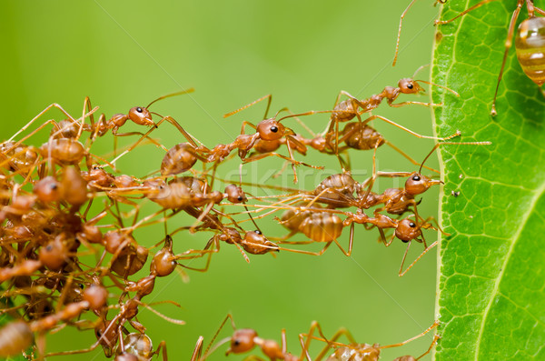 красный муравей зеленый природы саду Сток-фото © sweetcrisis