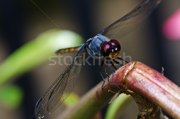 Szitakötő kert zöld természet gyönyörű rovar Stock fotó © sweetcrisis