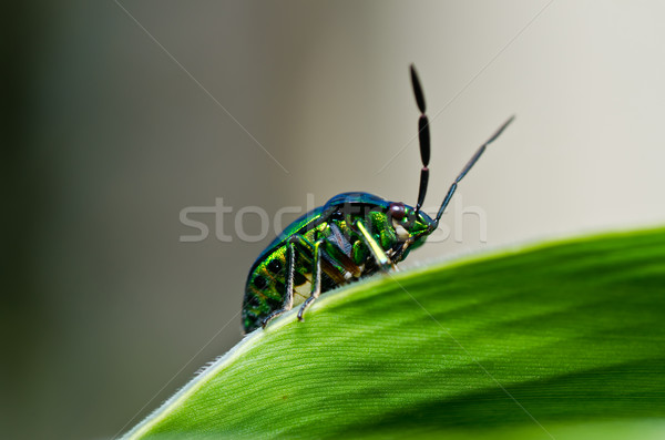 Gioiello scarabeo verde natura foresta giardino Foto d'archivio © sweetcrisis