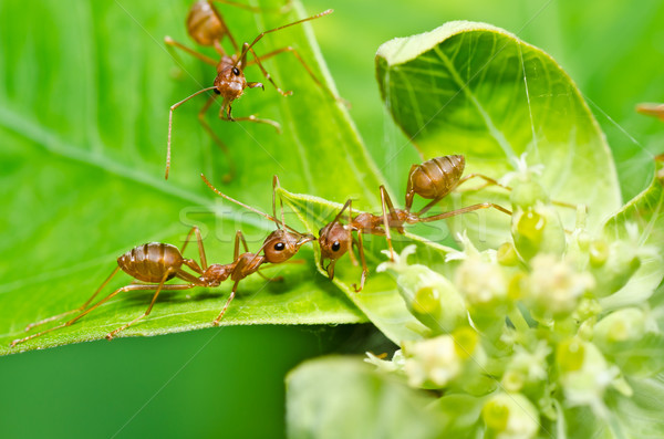 red ant in green nature Stock photo © sweetcrisis