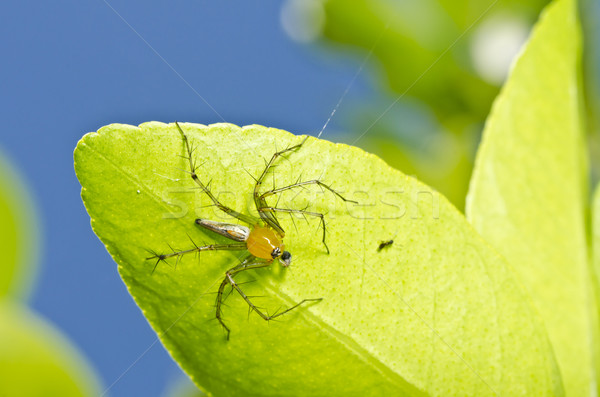 Zdjęcia stock: Długie · nogi · pająk · Błękitne · niebo · zielony · liść · zielone · charakter