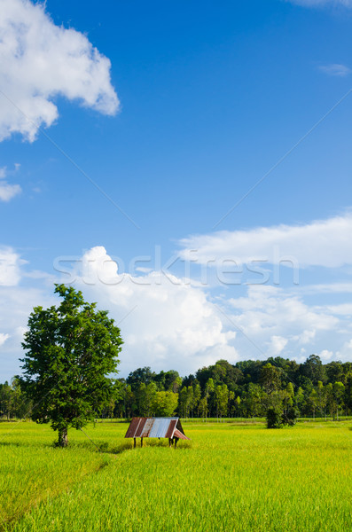 Rice field and blue sky Stock photo © sweetcrisis