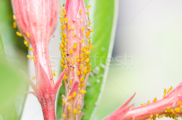 Aphids on the flower Stock photo © sweetcrisis