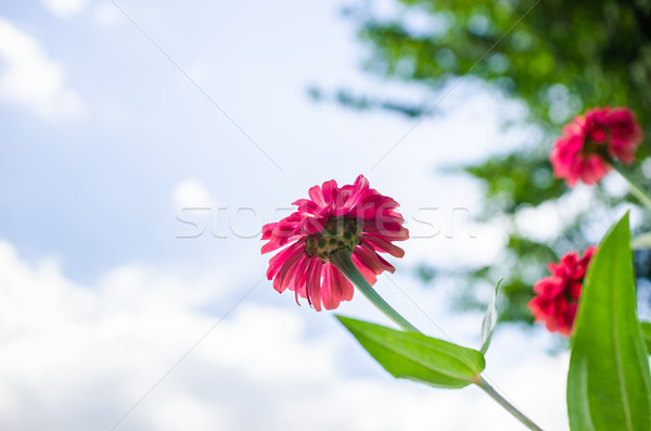 Flor cielo azul jardín naturaleza parque feliz Foto stock © sweetcrisis