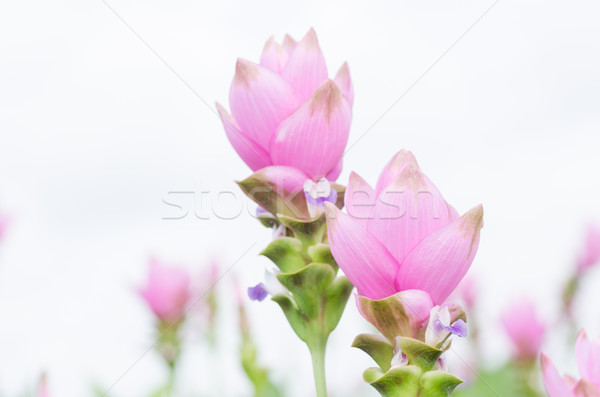 Curcuma alismatifolia or Siam tulip or Summer tulip  Stock photo © sweetcrisis
