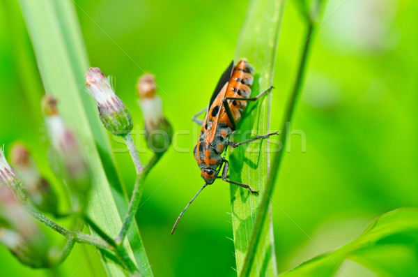 Stock photo: red bug in green nature