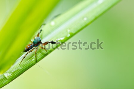 little mantis in green nature Stock photo © sweetcrisis