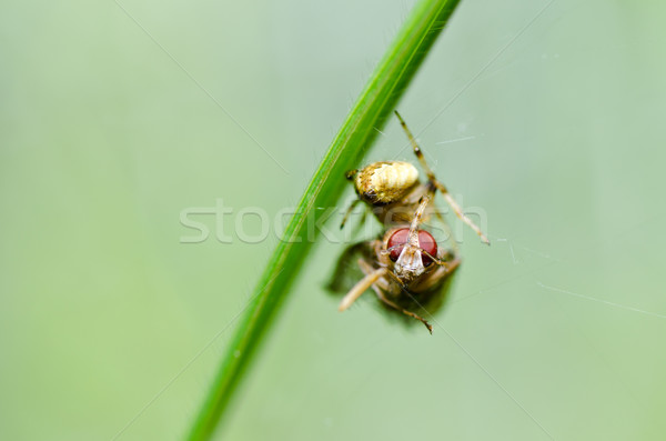 spider eat fly in nature Stock photo © sweetcrisis