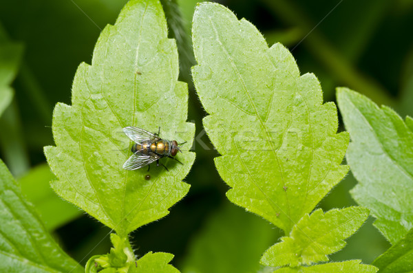 Fliegen Natur Stadt Essen Haus Stock foto © sweetcrisis